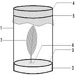 单头豌豆修尾蚜的饲养装置的制作方法