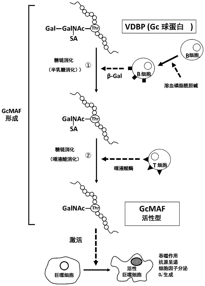 活性型GcMAF的制备方法与流程