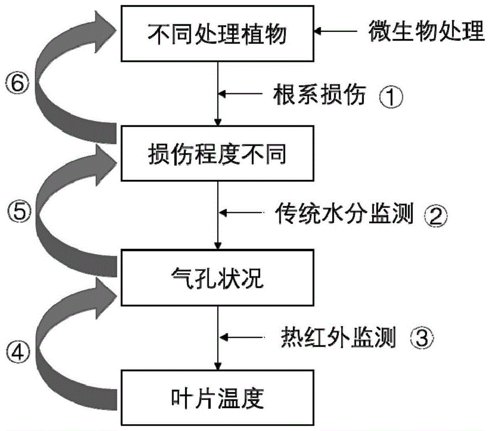 一种植物根系损伤生物修复效果的监测方法与流程