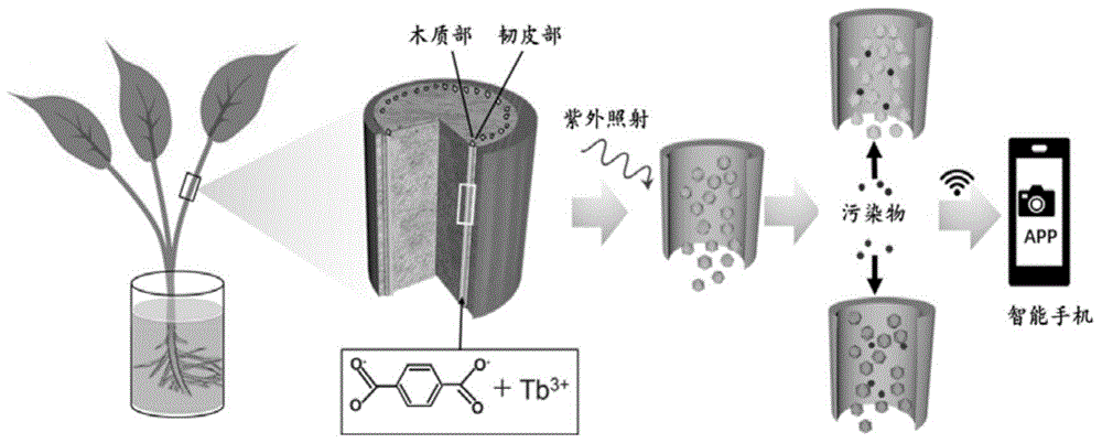 基于荧光MOF-植物杂交体的水体污染物的检测方法与流程