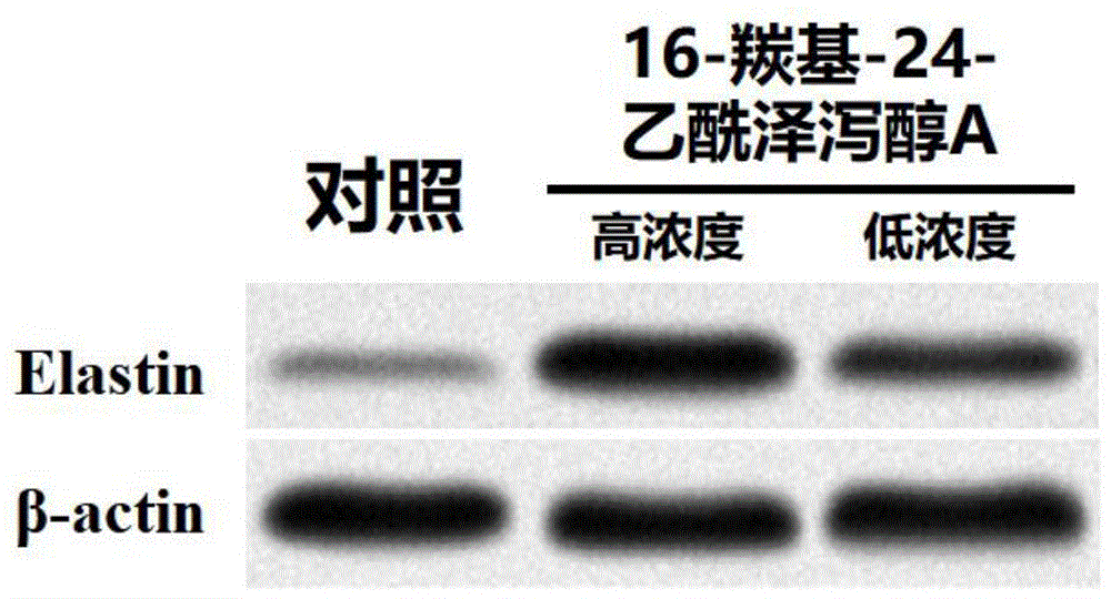 一种植物小分子在提高皮肤弹性和制备美容护肤品方面的用途的制作方法