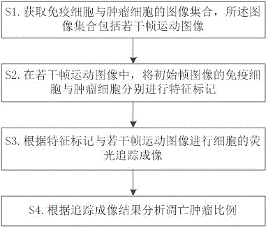 一种细胞免疫疗法评价方法及系统与流程