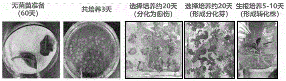 一种提高烟草红花大金元遗传转化效率的培养基和方法与流程