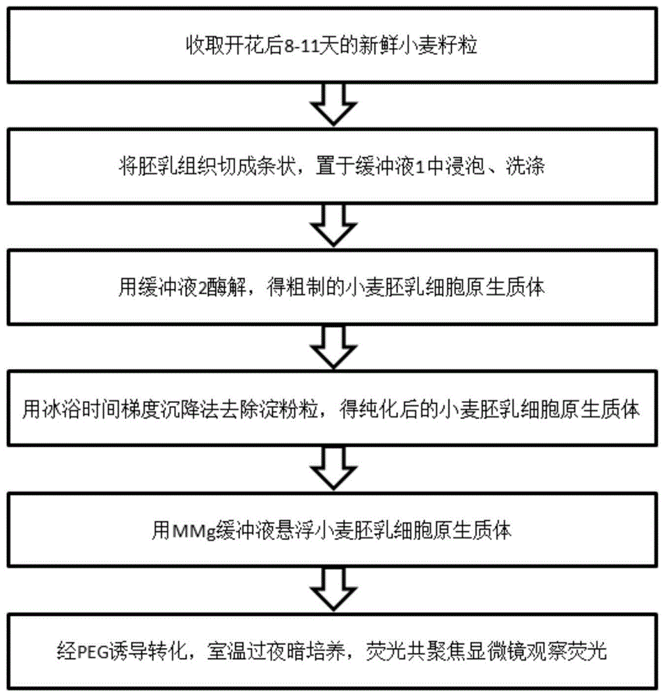 一种小麦胚乳细胞原生质体制备与转化的方法与流程