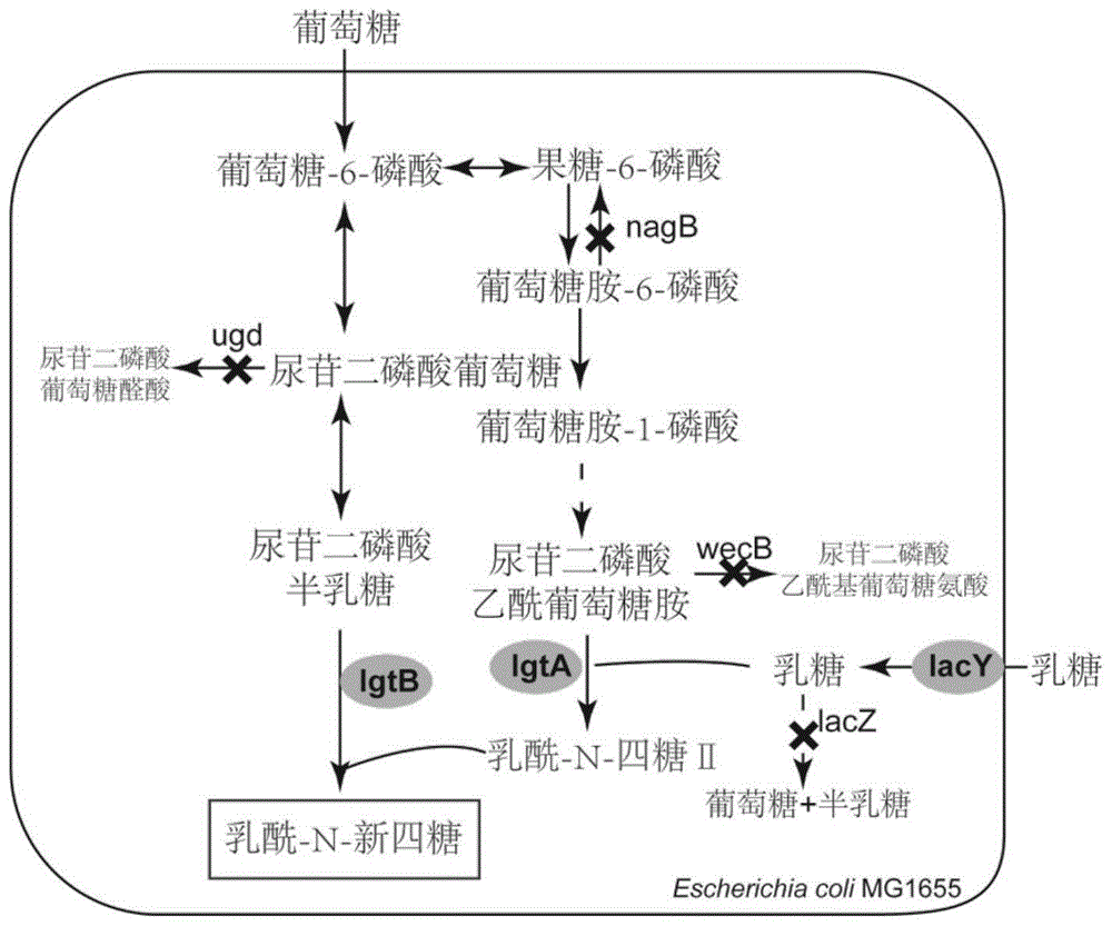 合成乳酰N-新四糖的重组大肠杆菌及其构建方法与应用与流程