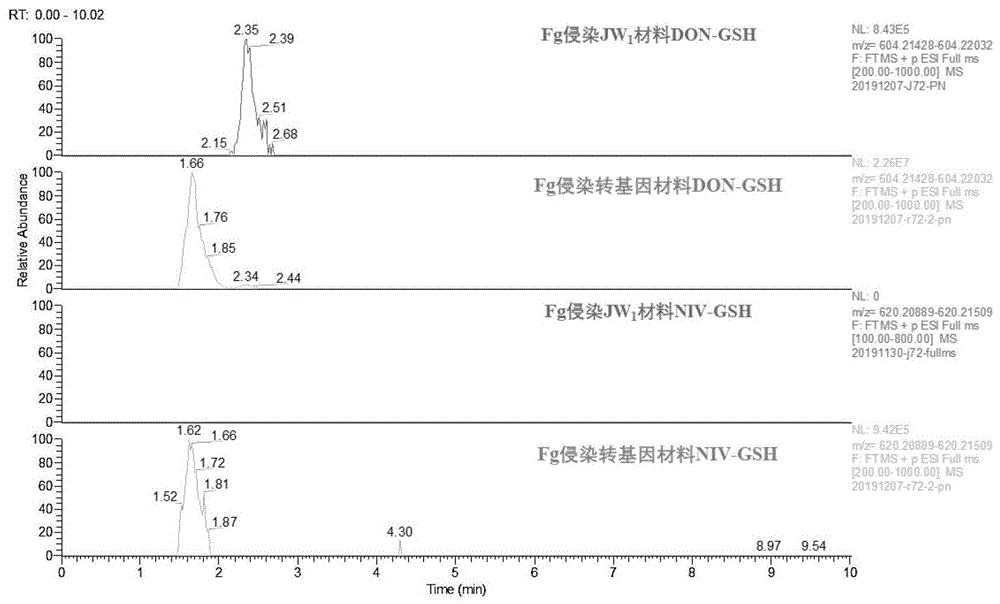 核酸分子在植物转基因、分子育种、病害防治和分子标记物中的用途的制作方法