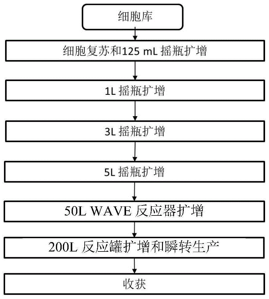 细胞大规模瞬时转染方法与流程