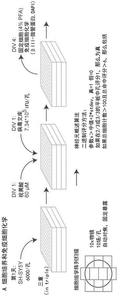 miRNA分子，等同物，安塔够妙或其来源用于治疗和/或诊断与神经元缺陷相关的病症和/或疾病或用于神经元生成和/或再生的制作方法