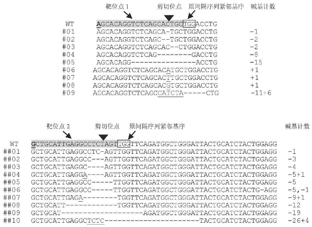 利用CRISPR\Cas9系统对水稻TDR基因进行定点突变及检测的方法与流程