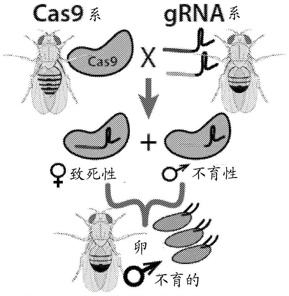 昆虫中的核酸内切酶定性和绝育的制作方法