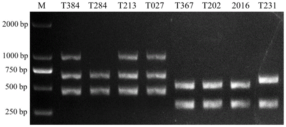 一种同时检测番茄抗病基因Ty-1、Ty-3和Sw-5的引物组合及其多重PCR方法与流程