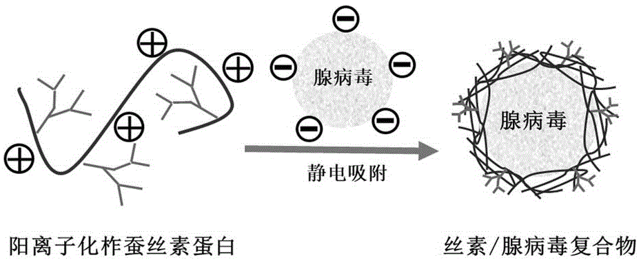 一种阳离子化柞蚕丝素蛋白/腺病毒复合物、制备方法及其应用与流程