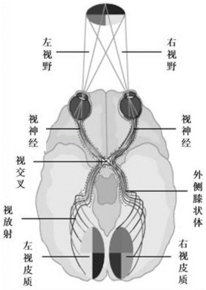 一种基于周围视野标定刺激诱发脑电解码的视线跟踪方法与流程