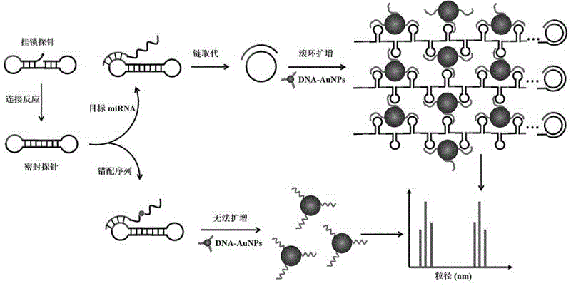 一种基于DNA网状结构灵敏检测miRNA的方法与流程