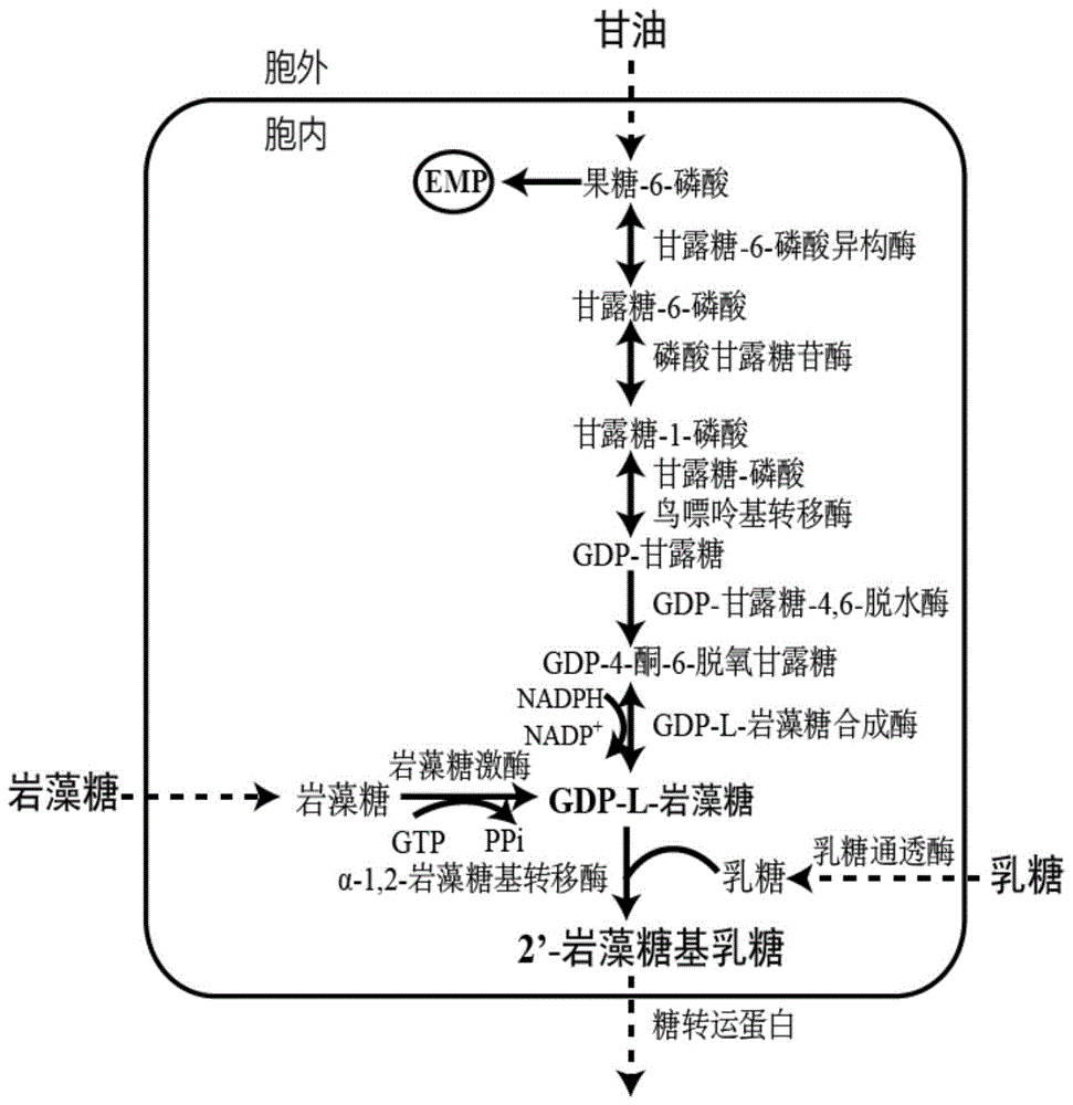 合成2’-岩藻糖基乳糖的重组大肠杆菌及其构建方法与应用与流程