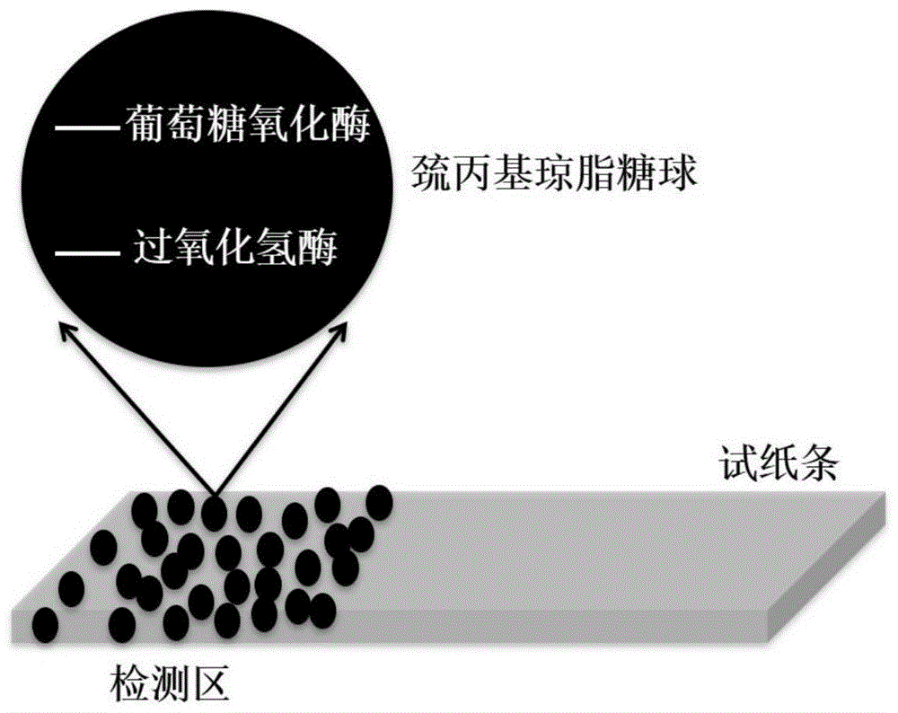 一种利用巯丙基琼脂糖球负载葡萄糖氧化酶和过氧化氢酶检测葡萄糖的方法与流程