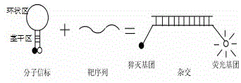 检测CBR3基因rs1056892位点多态性的人工模拟核酸分子信标与试剂盒的制作方法