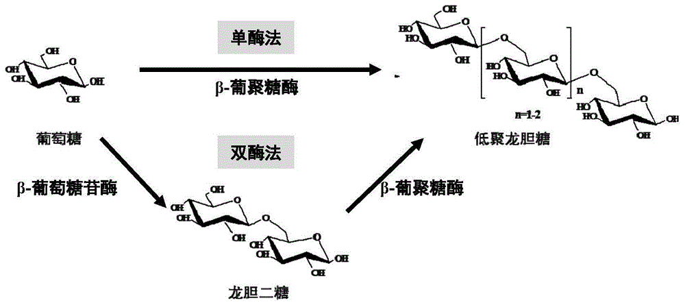 利用β-1,6-葡聚糖酶制备低聚龙胆糖的方法及其应用与流程