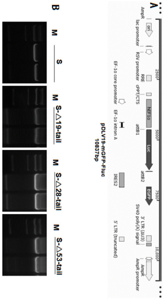 双报告基因骨架载体、四质粒假病毒包装系统、包装新冠肺炎假病毒的制作方法