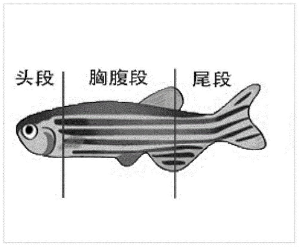 利用斑马鱼分析微塑料分布及损伤程度的方法与流程