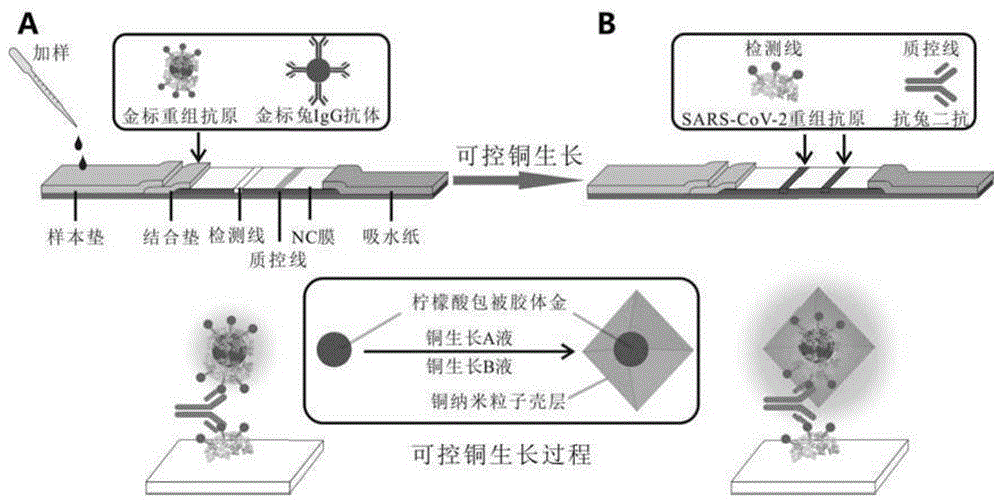 一种灵敏检新型冠状病毒抗体的增敏型免疫层析试剂盒的制作方法