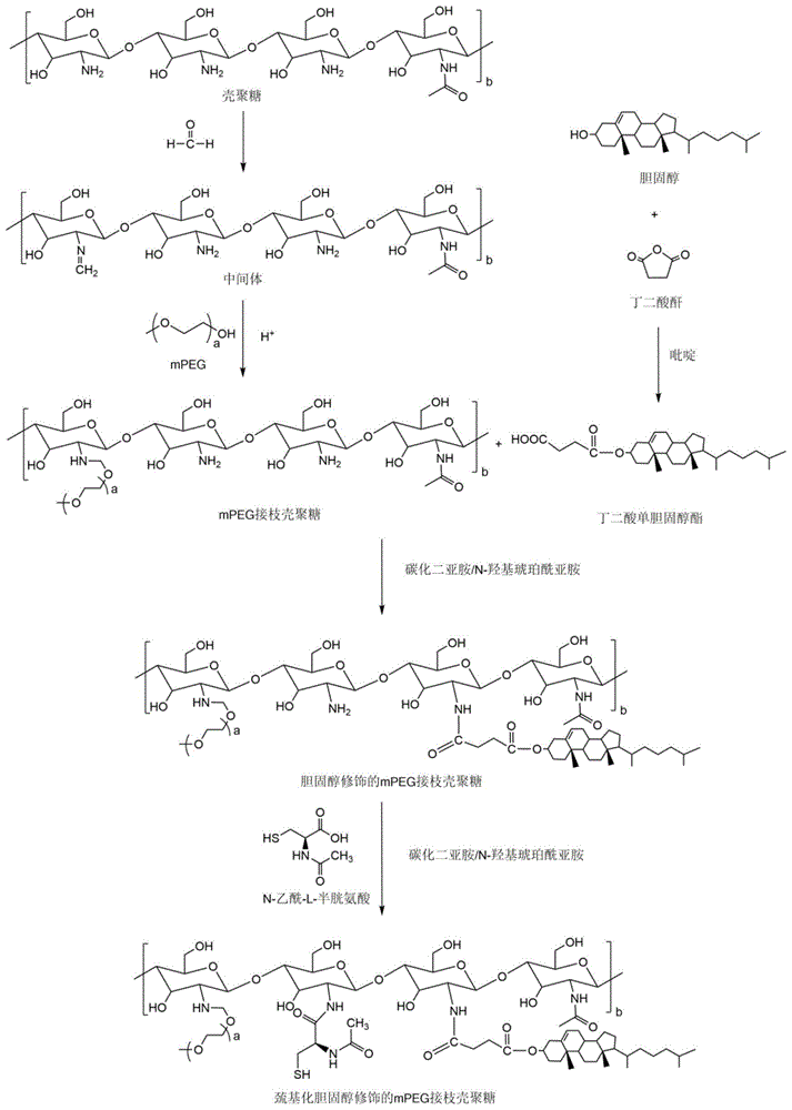 一种巯基化胆固醇修饰的mPEG接枝壳聚糖及其制备方法和应用与流程