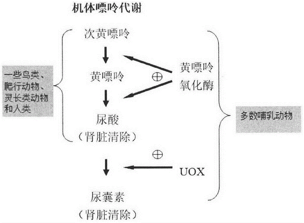 背景技术:1,关于嘌呤代谢高尿酸血症尿酸是一些鸟类,爬行动物,灵长类