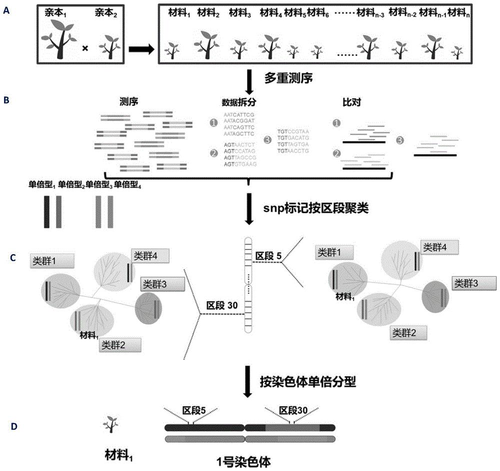 一种构建异交物种高密度基因型图谱的方法与流程