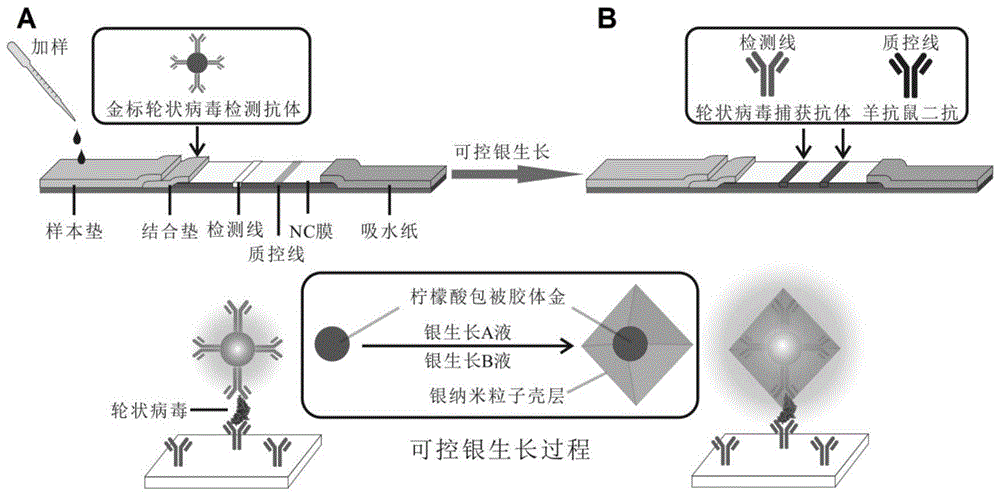 一种银生长增强超灵敏检测轮状病毒的方法与流程