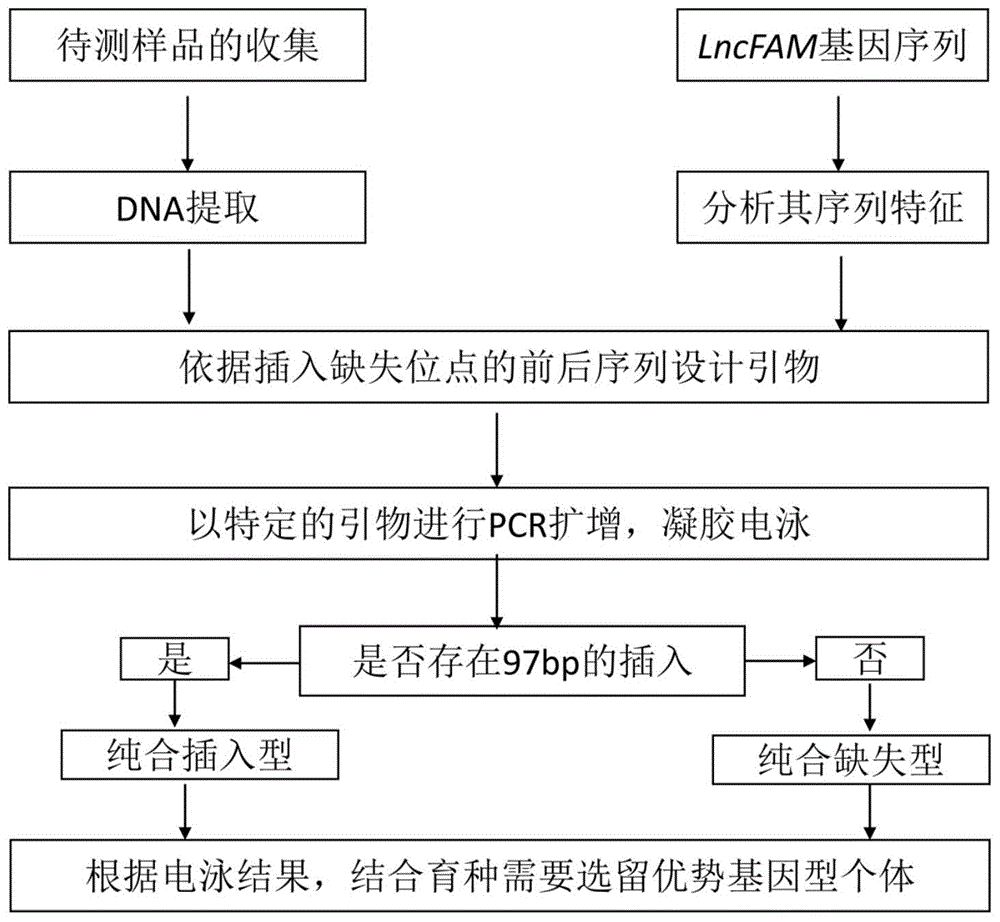 一种鸡生长性状基因诊断试剂盒及其应用的制作方法