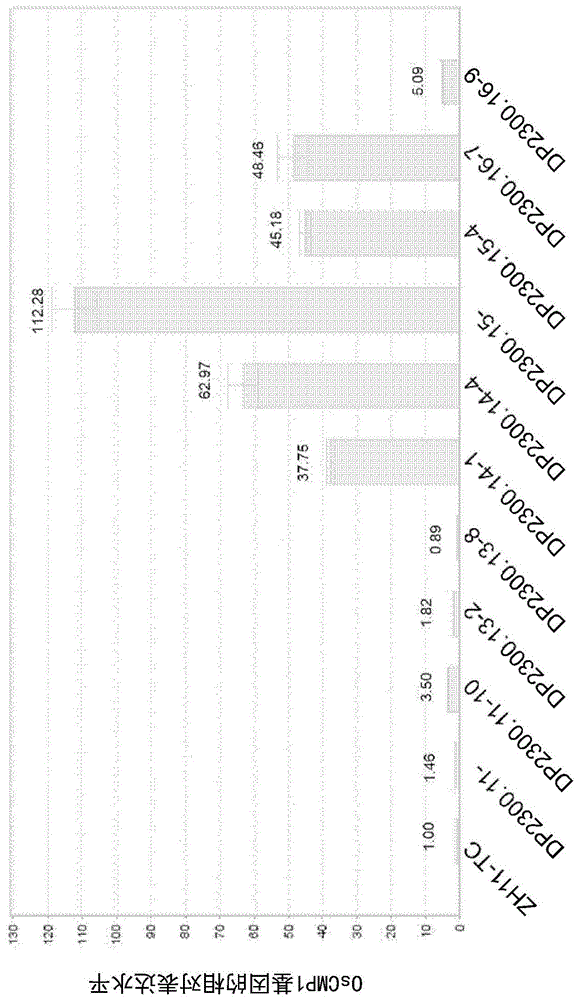 花期调控基因CMP1和相关的载体及其应用的制作方法