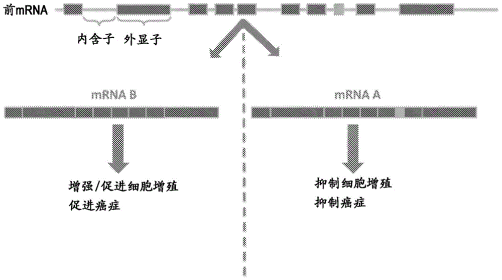 用于调节剪接的方法和组合物与流程