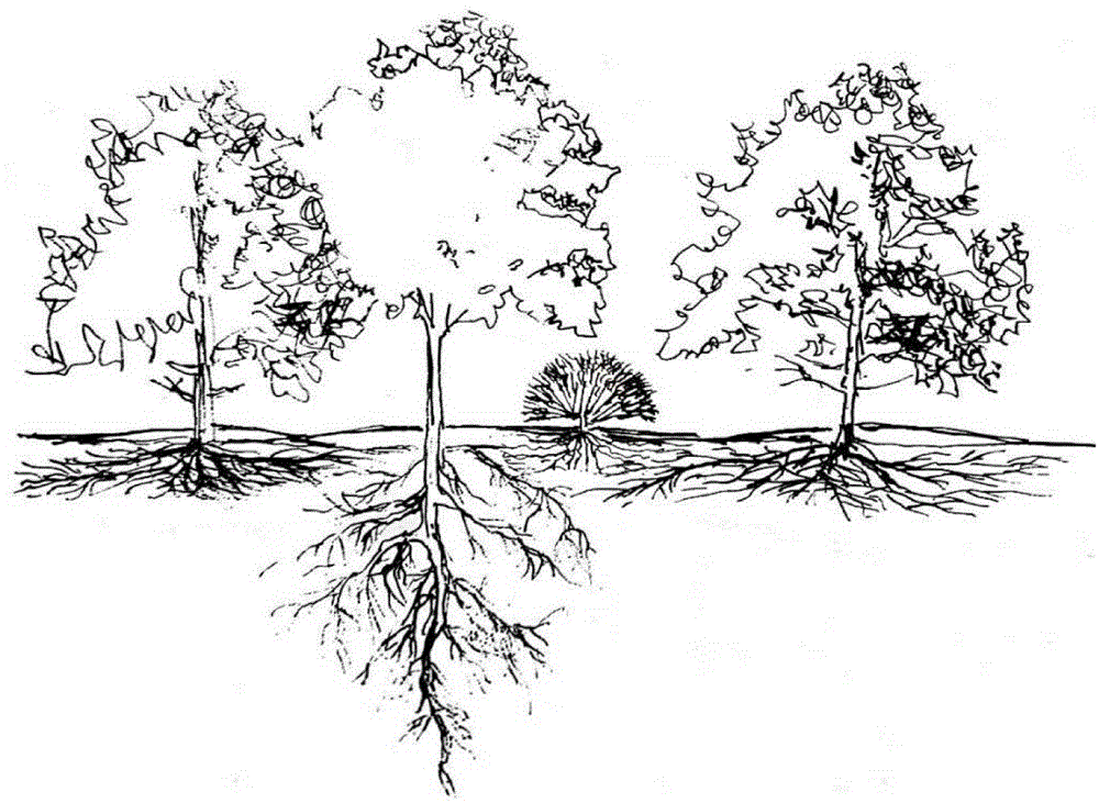 基于树木根型的植物群落模式化配置方法与流程