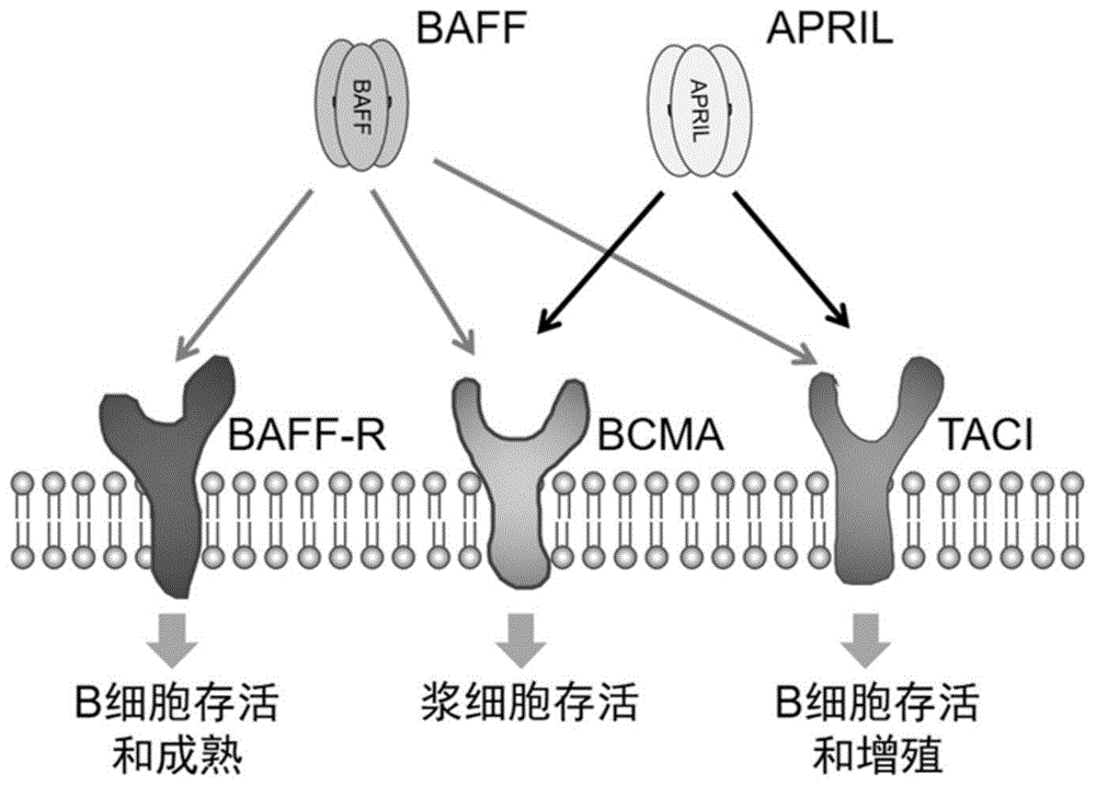 一种嵌合抗原受体及其应用的制作方法