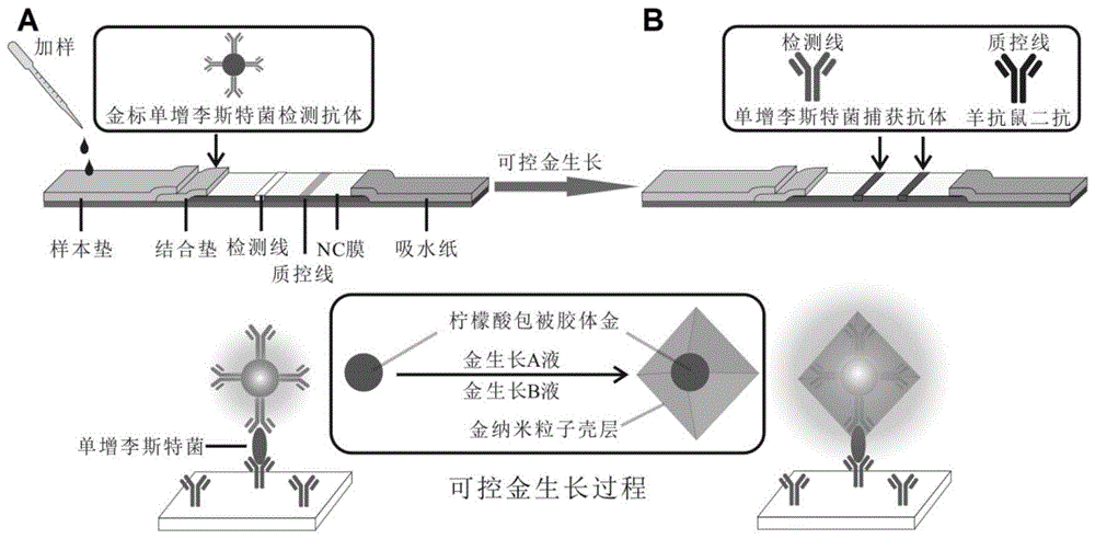 背景技术:胶体金免疫层析试纸条因其简单,快速,方便以及裸眼检测已被