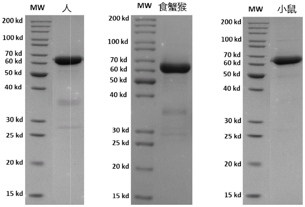 一种抗CD73单克隆抗体及其应用的制作方法