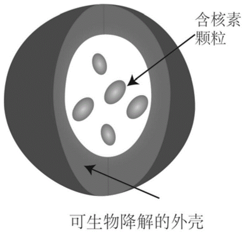 一种核壳结构的放射栓塞微球及其制备方法与应用与流程