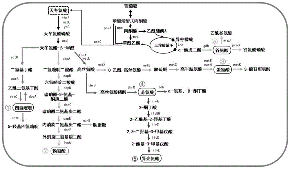 一种基于嗜盐菌生产天冬氨酸及其衍生物和谷氨酸的方法与流程