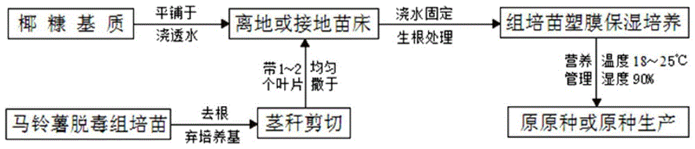 一种马铃薯组培苗开放式快繁的方法与流程