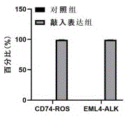 基于CRSIPR-Cas9技术的肺癌融合基因核酸检测质控品及其制备方法与流程