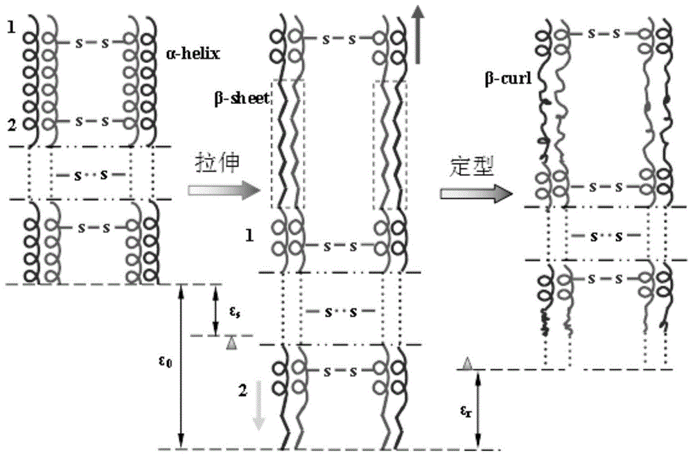 基于α螺旋与β折叠转变的潜性高膨体细化羊毛及其制备的制作方法