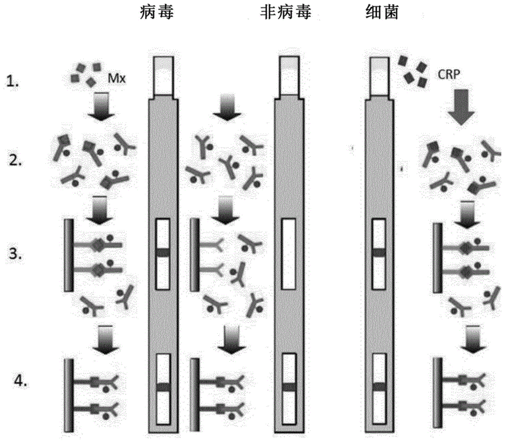 用于鉴别病毒性感染与细菌性感染的方法和设备与流程