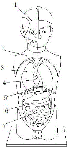 一种人体解剖学标本考试设备的制作方法