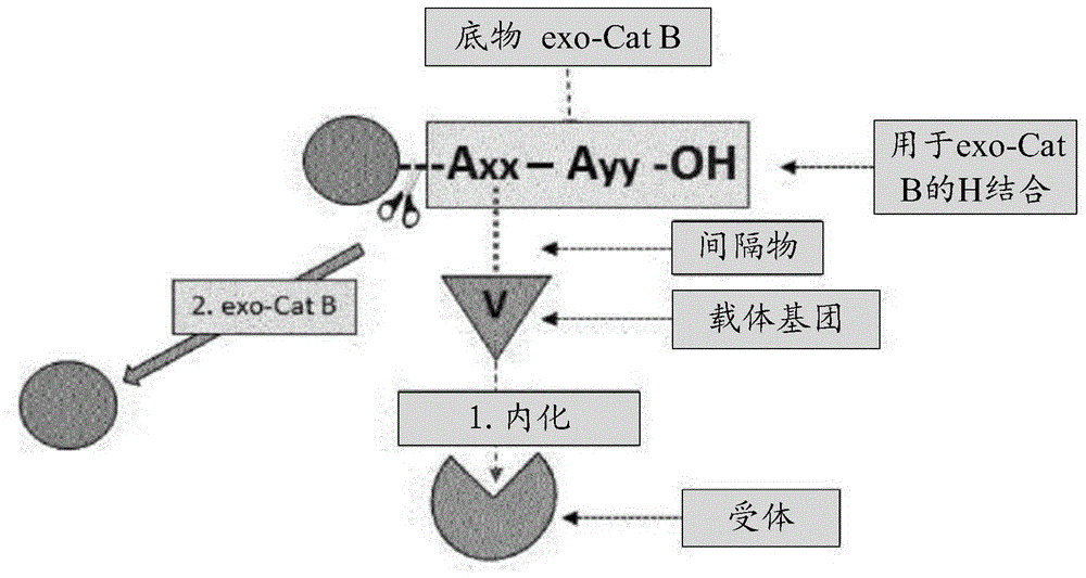 作为通过组织蛋白酶B的肽链端解酶活性进行选择性裂解的底物的配体-药物-偶联物的制作方法