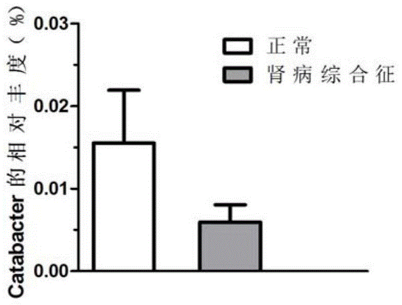 一种与肾病综合征相关的肠道菌属Catabacter及其应用的制作方法