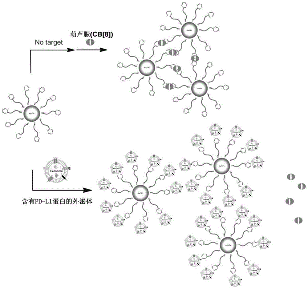 一种靶向肽介导的金纳米粒生物传感器及其制备方法和应用与流程