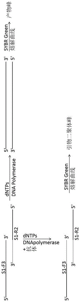 筛选Family B DNA Polymerase抗体封闭聚合酶活性的方法与流程