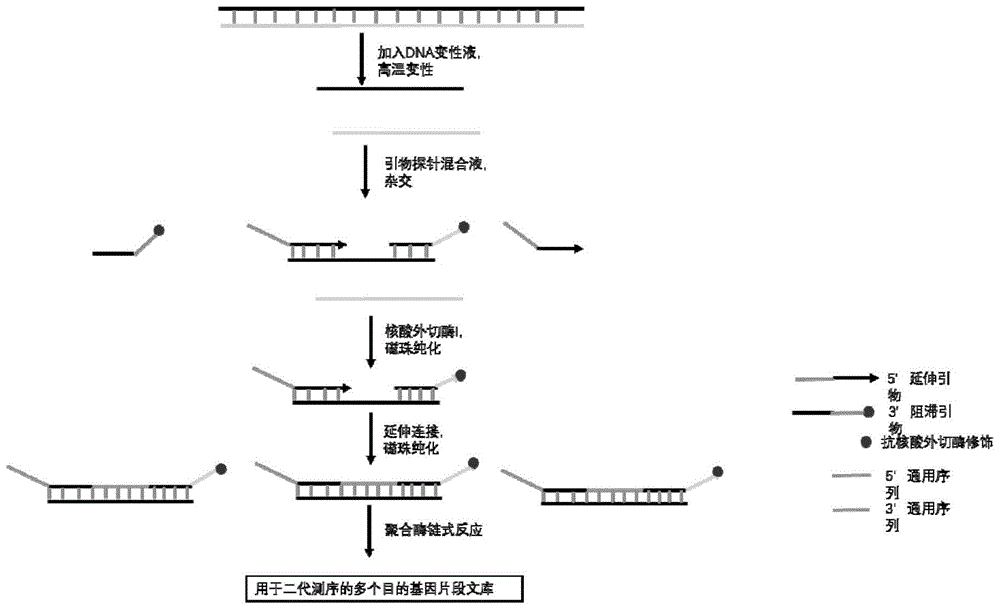 用于检测地中海贫血基因突变的高通量文库构建试剂盒及文库构建方法与流程