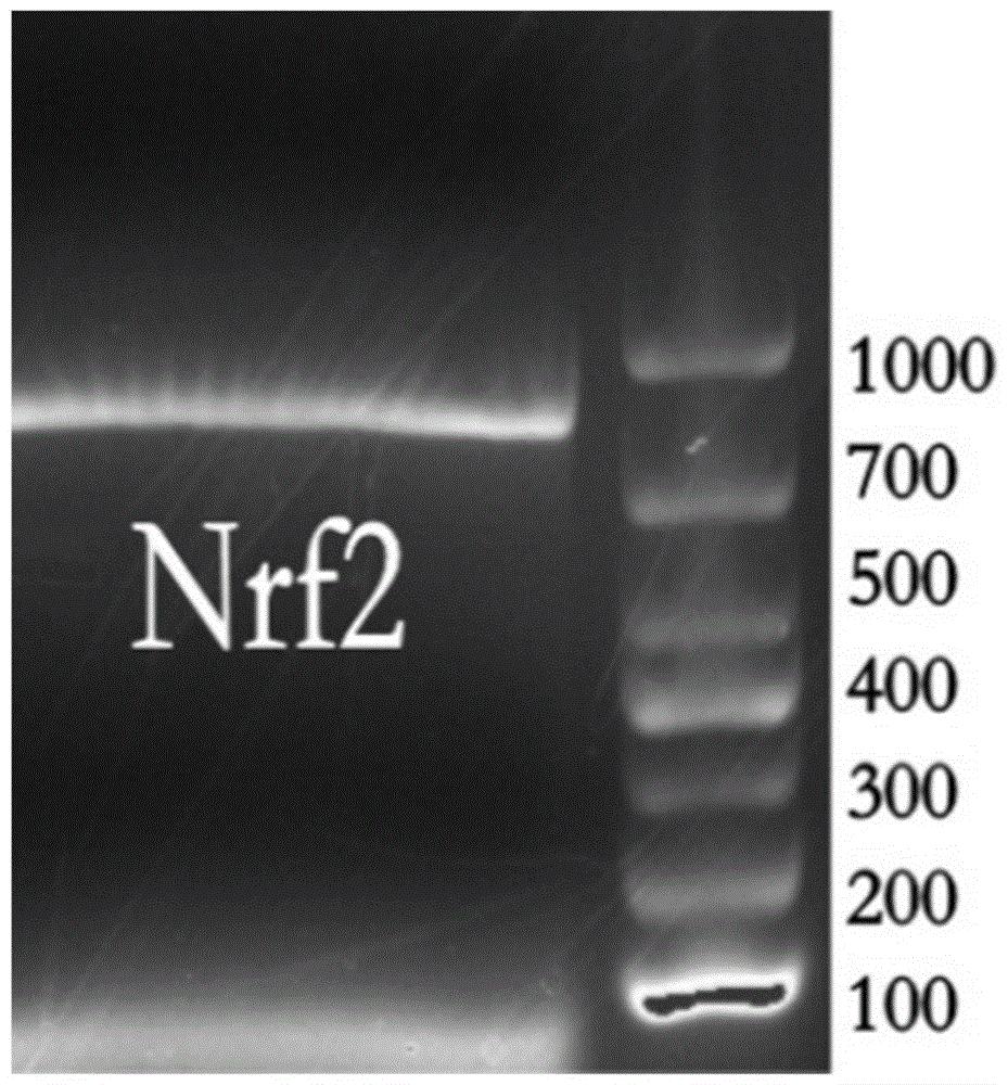 食蚊鱼Nrf2基因及其提取方法及特异性一抗抗体制备方法与流程