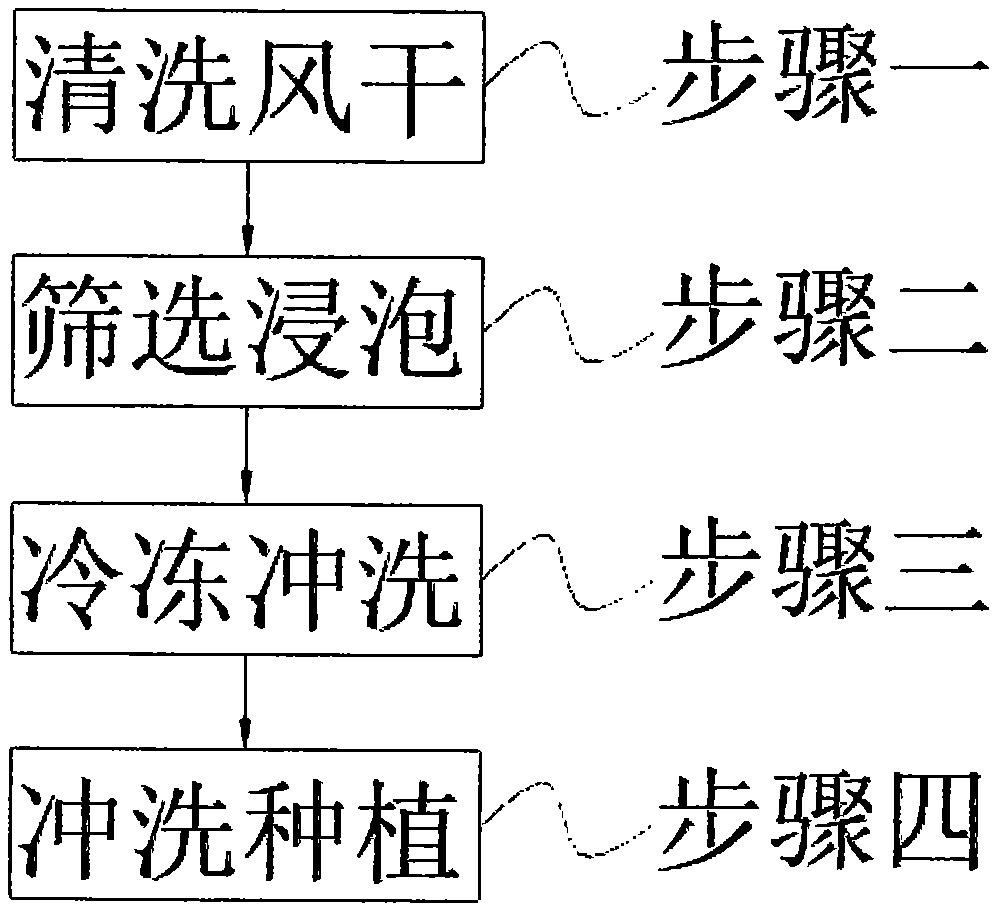 一种马铃薯实生种子快速有效的催芽方法与流程